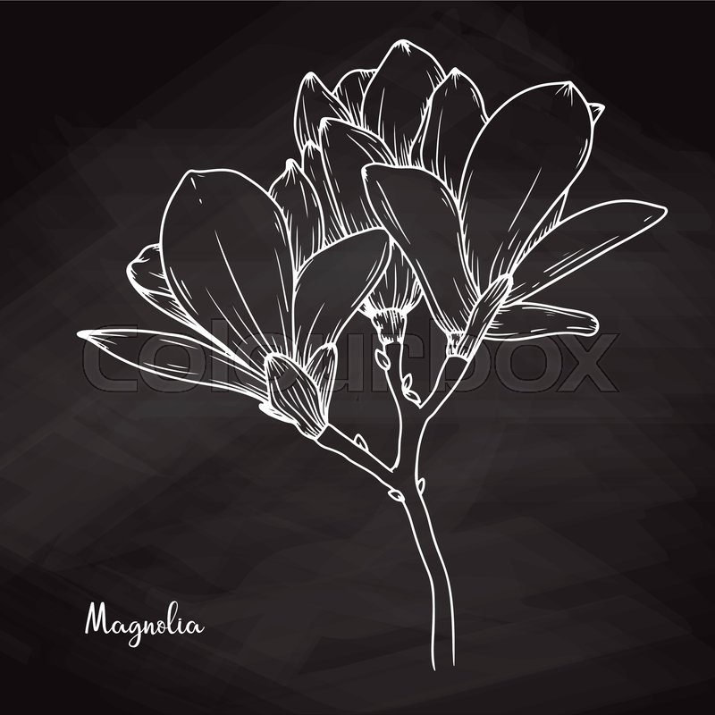 Realistic Sketch Of Magnolia On Chalk Stock Vector Colourbox 800x800 Realistic Sketch Of Magnolia On Chalk Stock Vector Colourbox
