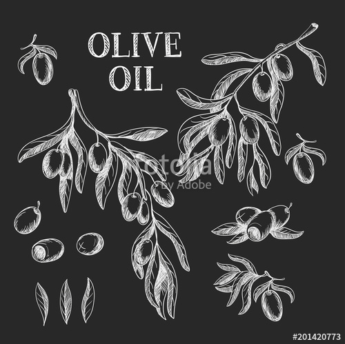 Branches Of An Olive Tree With Fruits, Drawn In Chalk Vector 500x499 Branches Of An Olive Tree With Fruits, Drawn In Chalk Vector