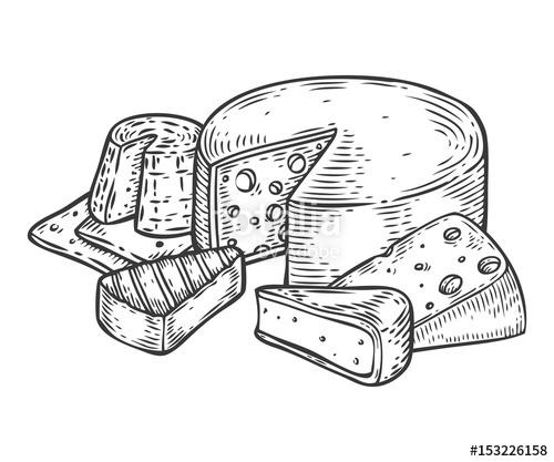 500x417 Cheese Vector Hand Drawn Set Engraving Illustration Other Types