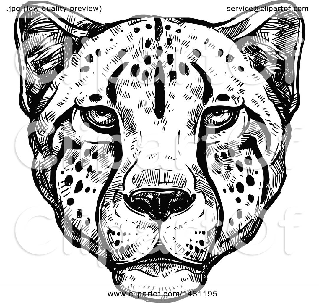 Clipart Of A Sketched Cheetah Face 1080x1024 Clipart Of A Sketched Cheetah Face