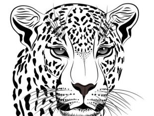 Set Of Cheetah Vector Picture Art Free Vectors Ui Download 310x233 Set Of Cheetah Vector Picture Art Free Vectors Ui Download