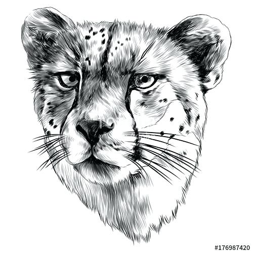 Cheetah Face Drawing 500x500 Cheetah Face Drawing