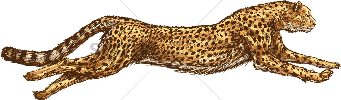 Cheetah Vector Image 1300x384 Cheetah Vector Image