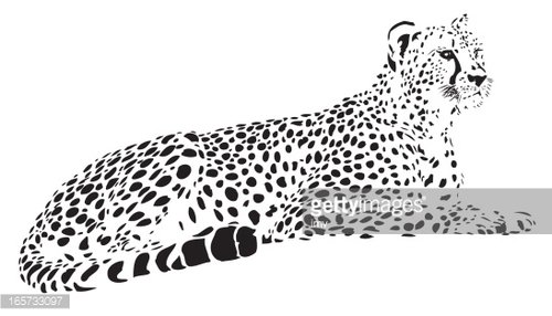 Cheetah Vector Premium Clipart 500x286 Cheetah Vector Premium Clipart