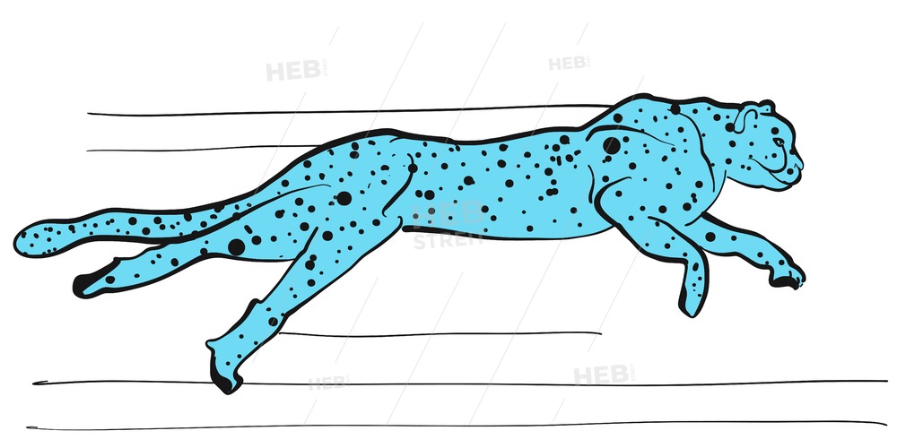 Cheetah Vector Sketch Colored Blue Hebstreits Sketches 1000x500 Cheetah Vector Sketch Colored Blue Hebstreits Sketches