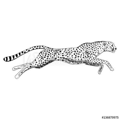Hand Drawn Sketch Of Running Cheetah Vector Illustration 500x500 Hand Drawn Sketch Of Running Cheetah Vector Illustration