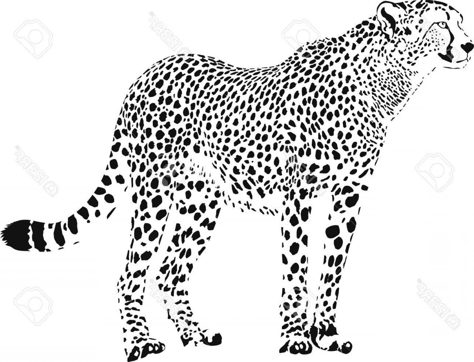 Cheetah Vector at Vectorified.com | Collection of Cheetah Vector free