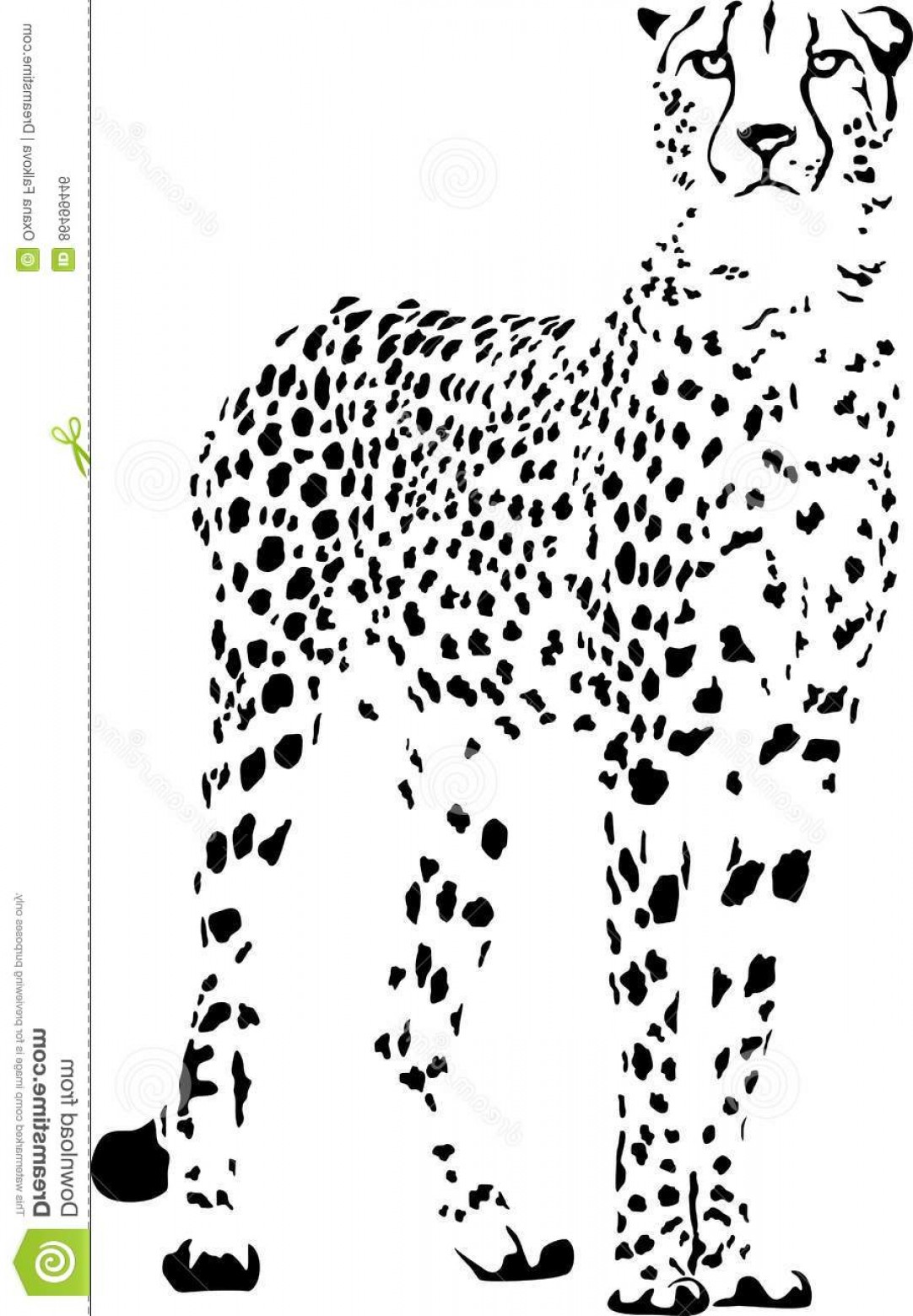 Stock Illustration Cheetah Black White Vector Sketch Stopping 1082x1560 Stock Illustration Cheetah Black White Vector Sketch Stopping