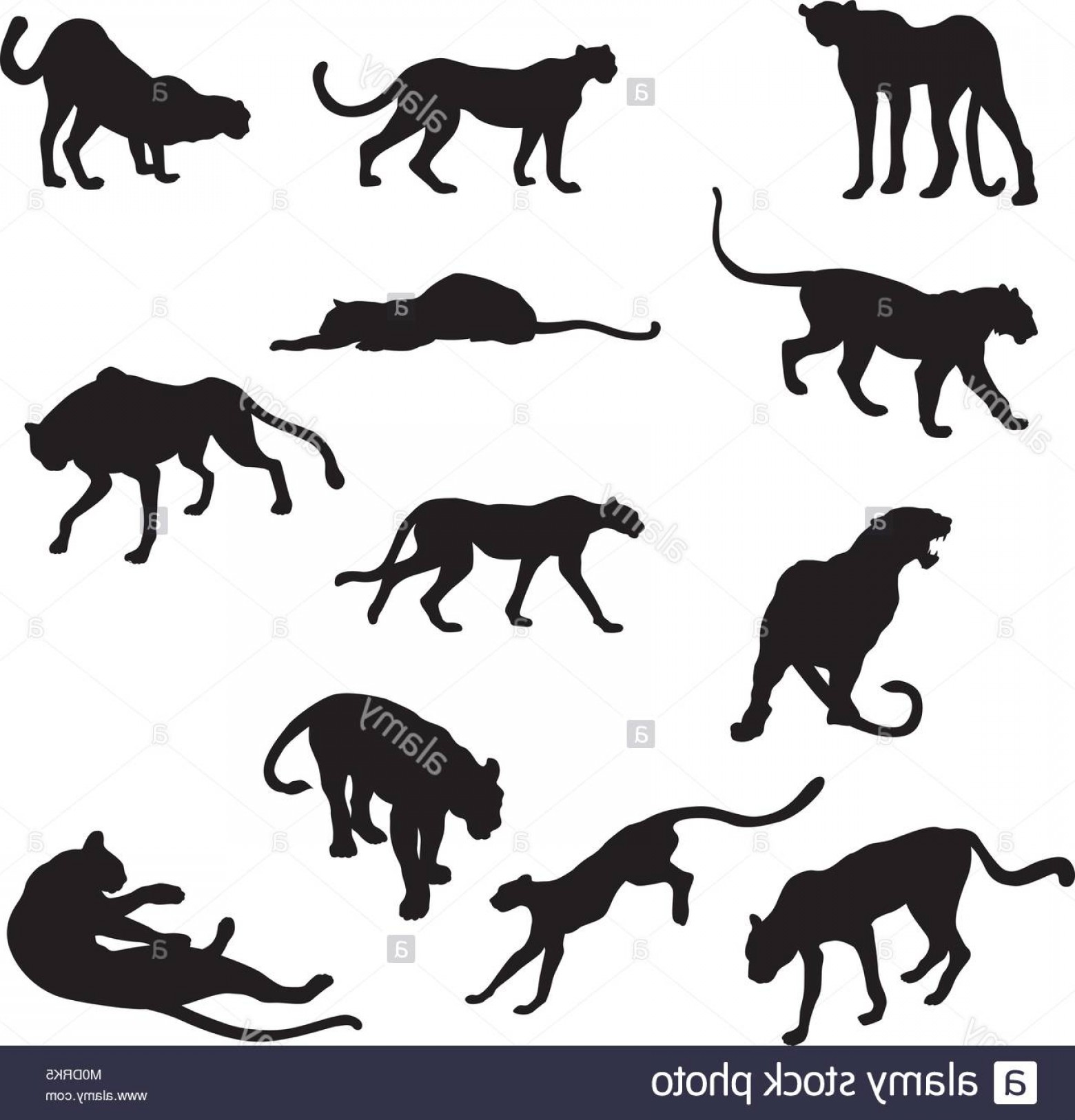 Stock Photo Cheetah Vector Illustration Black Silhouette Big Set 1560x1626 Stock Photo Cheetah Vector Illustration Black Silhouette Big Set