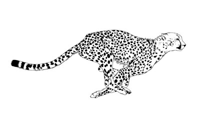 Cheetah Running Photos, Royalty Free Images, Graphics, Vectors 400x240 Cheetah Running Photos, Royalty Free Images, Graphics, Vectors