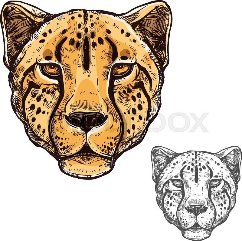 Cheetah African Wild Animal Head Or Stock Vector Colourbox 800x794 Cheetah African Wild Animal Head Or Stock Vector Colourbox