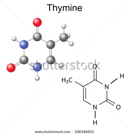 450x470 Chemical Structural Formula And Model Of Thymine