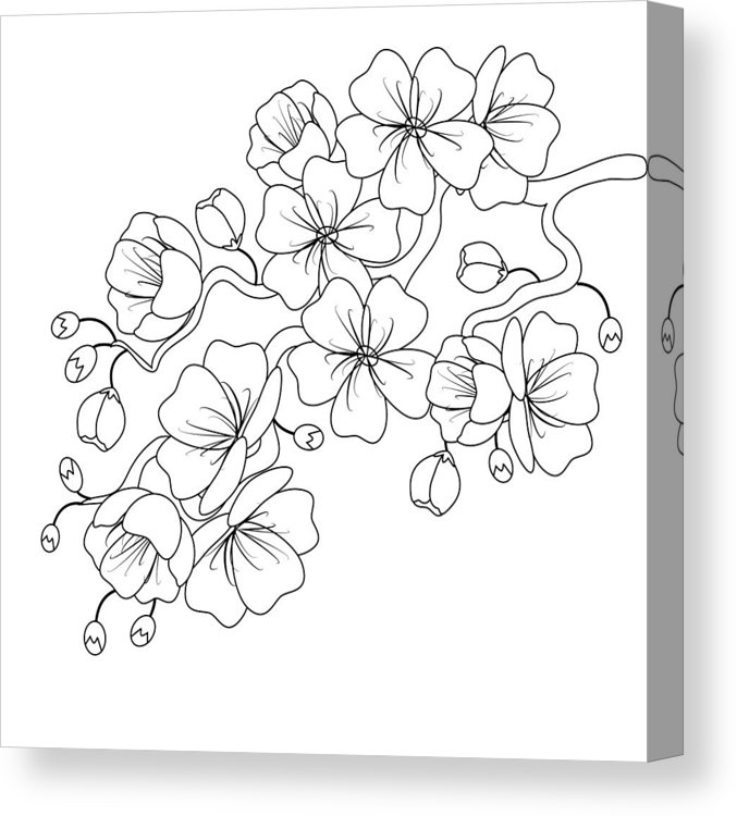 Cherry Blossom Branch Vector