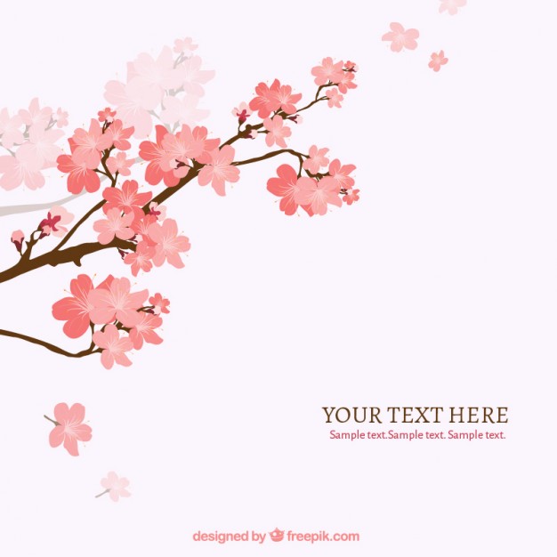 Cherry Blossom Vectors, Photos And Free Download 626x626 Cherry Blossom Vectors, Photos And Free Download
