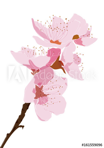 Cherry Blossom Branch Vector Pink Flower Element In Japanese 354x500 Cherry Blossom Branch Vector Pink Flower Element In Japanese