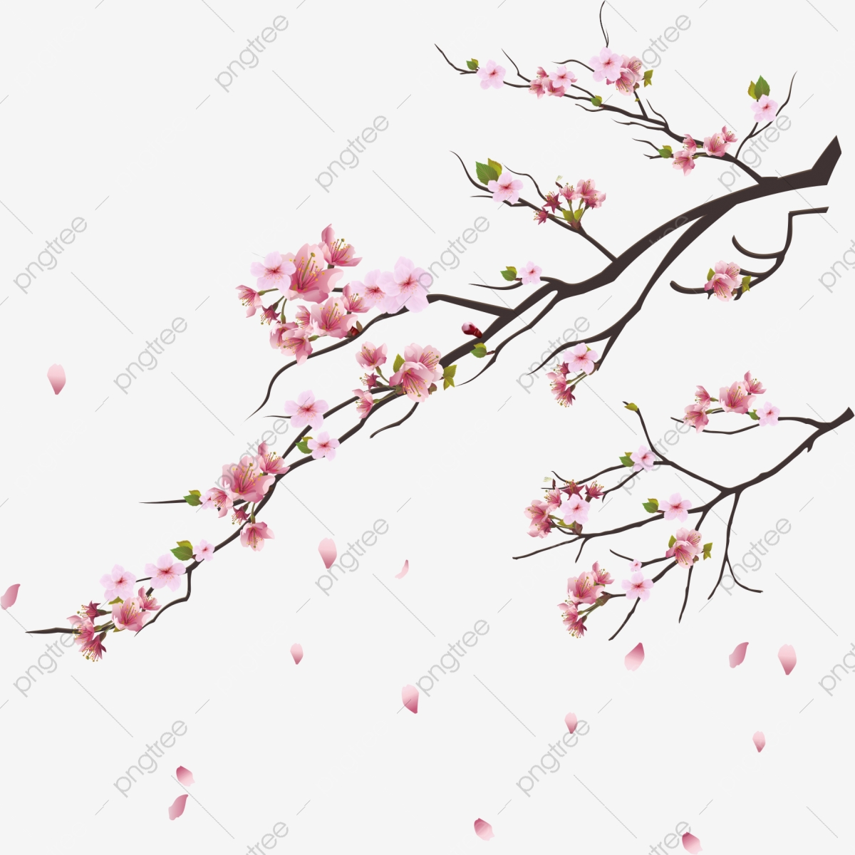 Pink Cherry Blossoms, Branches, Flowers, Plant Png And Vector 1200x1200 Pink Cherry Blossoms, Branches, Flowers, Plant Png And Vector