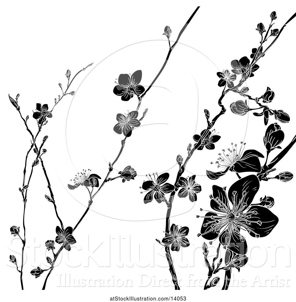 Vector Illustration Of Black And White Cherry Blossom Branches 1024x1044 Vector Illustration Of Black And White Cherry Blossom Branches