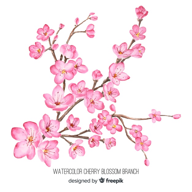 Watercolor Cherry Blossom Branch Vector Free Download 626x626 Watercolor Cherry Blossom Branch Vector Free Download