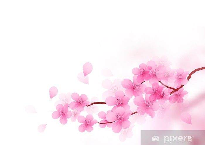 Cherry Blossom Branch Vector Wall Mural 700x495 Cherry Blossom Branch Vector Wall Mural