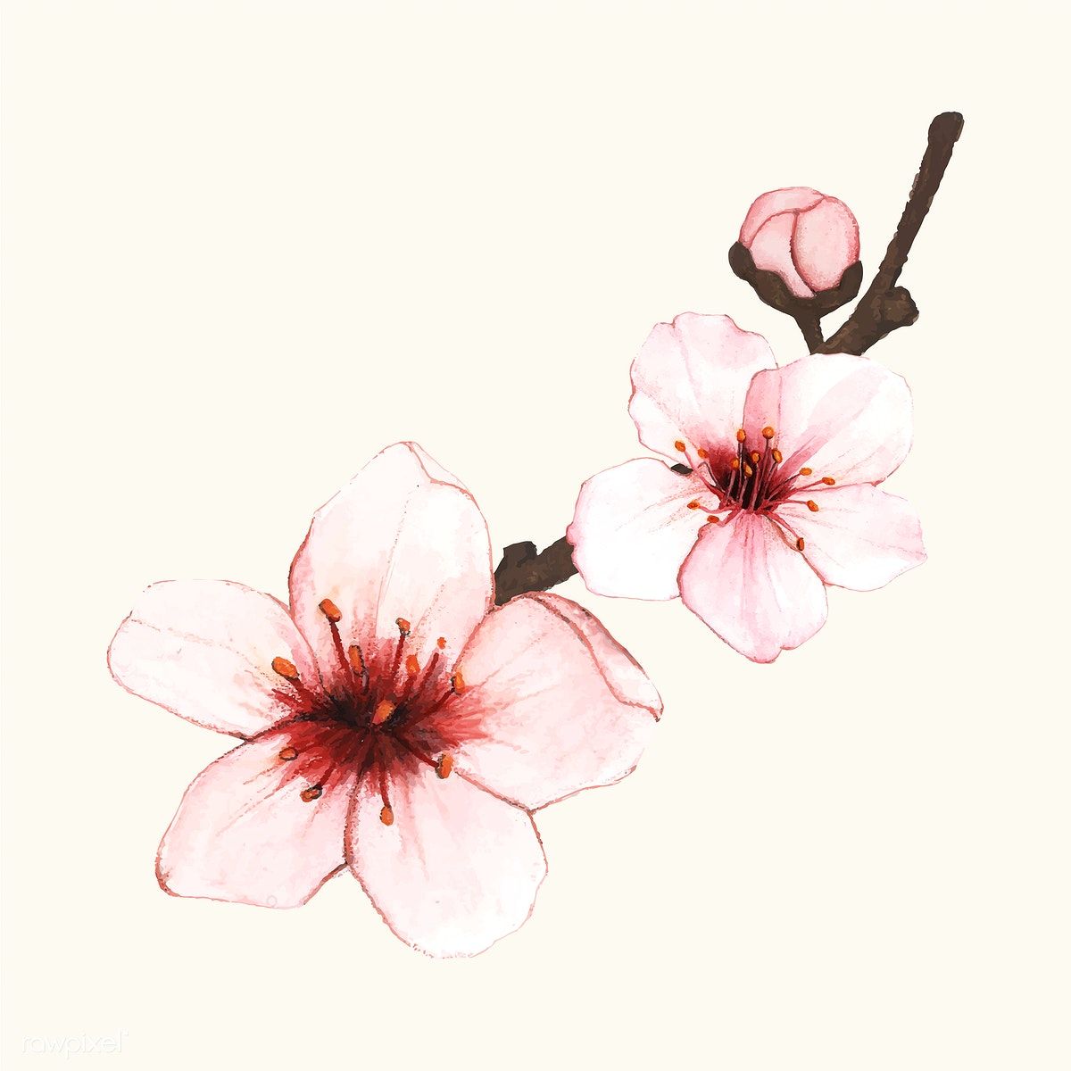 1200x1200 Hand Drawn Cherry Blossom Flower Isolated Free Image