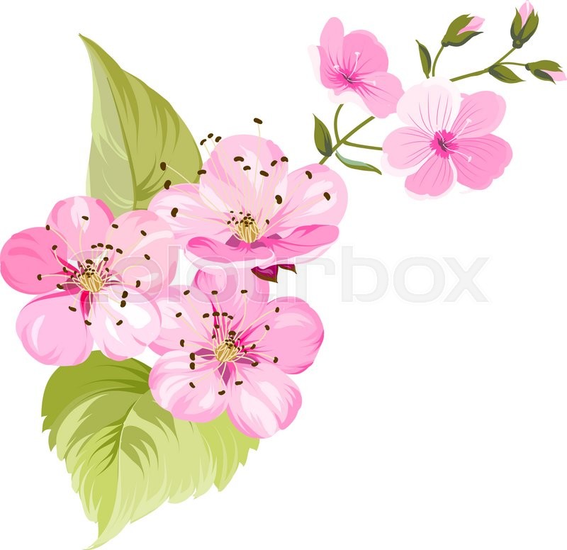 800x776 Sakura Japan Cherry Branch With Stock Vector Colourbox