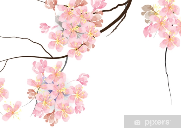 700x495 Cherry Blossom Flowers With Branch On White Background, For Card