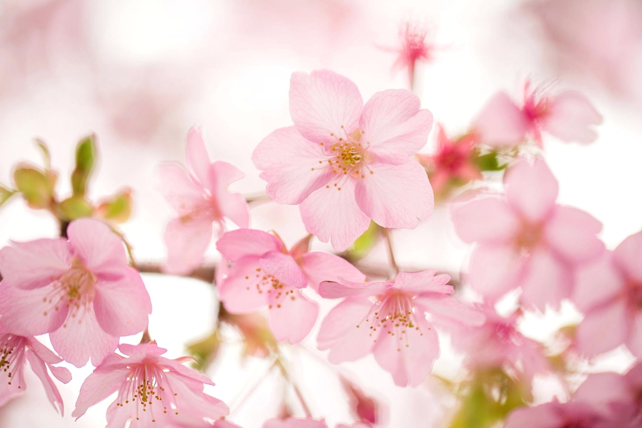 Cherry Blossom Flower Vector at Vectorified.com | Collection of Cherry ...