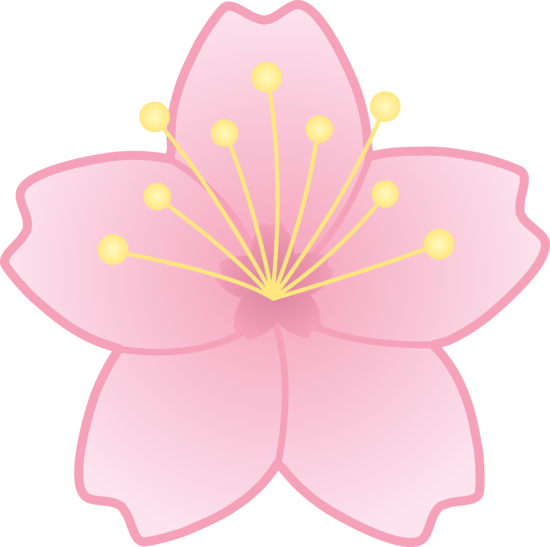 550x547 Cherry Blossom Flower Clipart