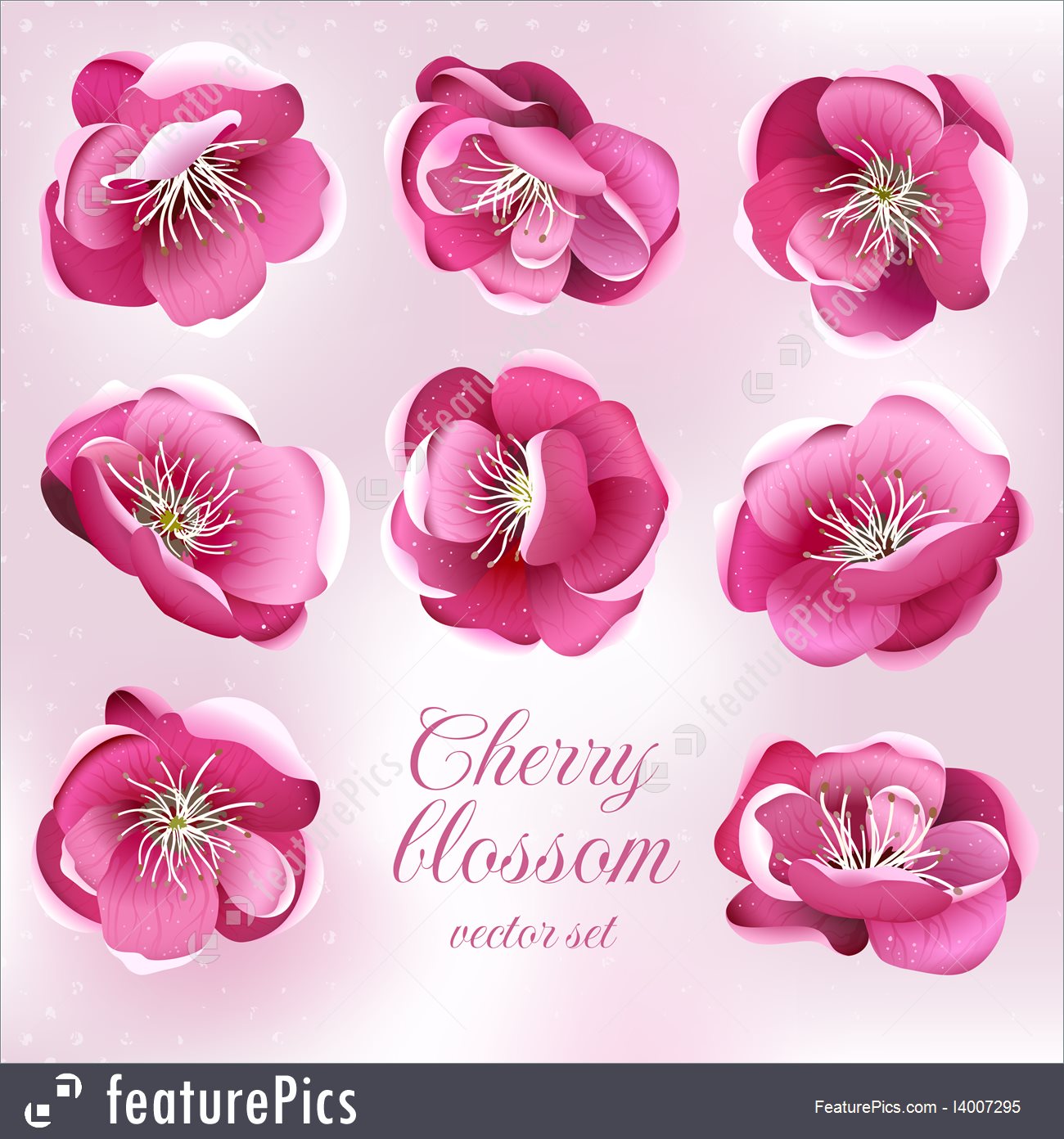 1300x1392 Cherry Blossom Flowers Vector Set