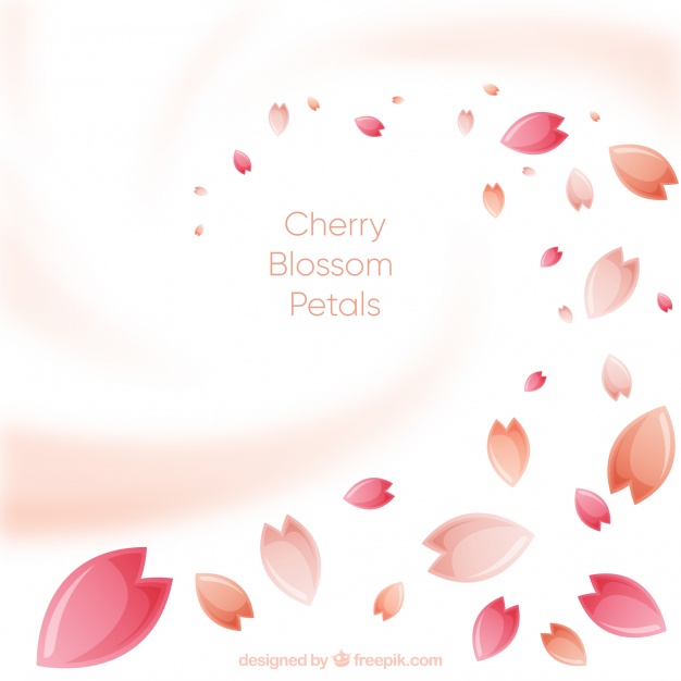 626x626 Cherry Blossom Petals Background Vector Free Download