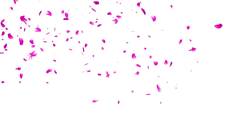 852x480 Falling Sakura Petals Cherry Blossoms Stock Footage Video