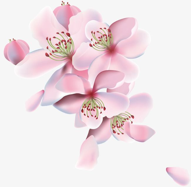 650x637 Petal Elements Picture, Vector Petals, Cherry Blossoms, Cherry