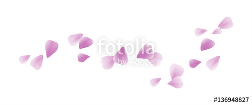 500x209 Pink Purple Flying Petals Isolated On White Sakura Petals Vector