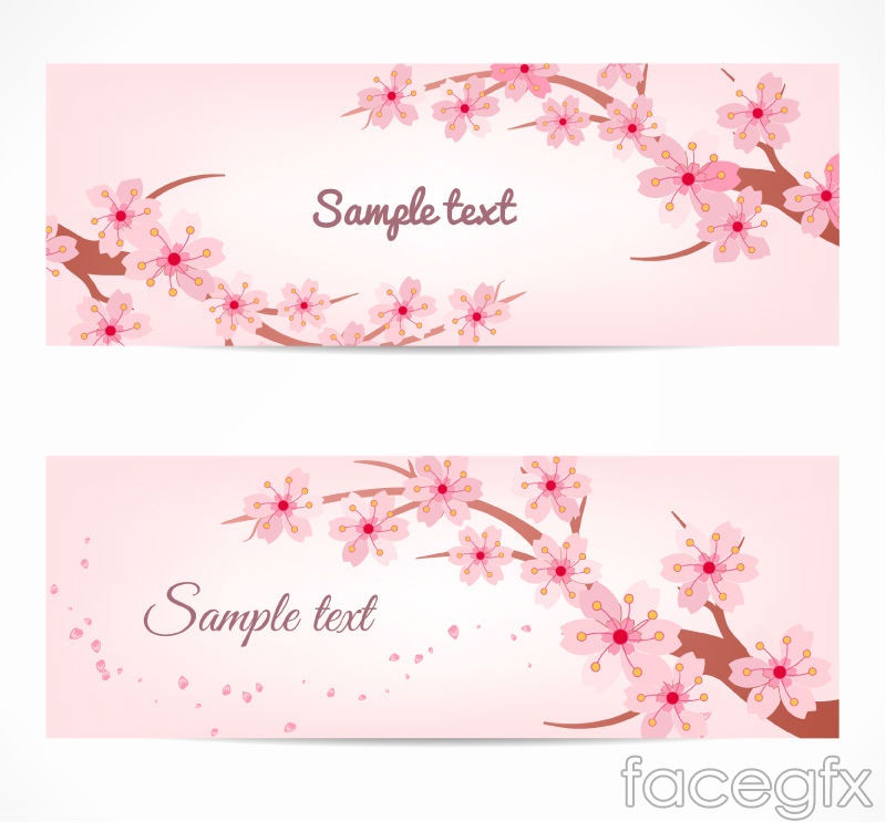 800x743 Pink Cherry Blossom Banner Vector Over Millions Vectors, Stock