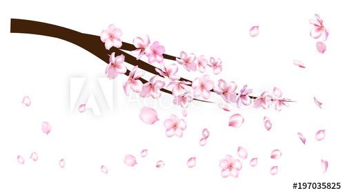 500x281 Realistic Cherry Branch Illustration Vector Blooming Sakura