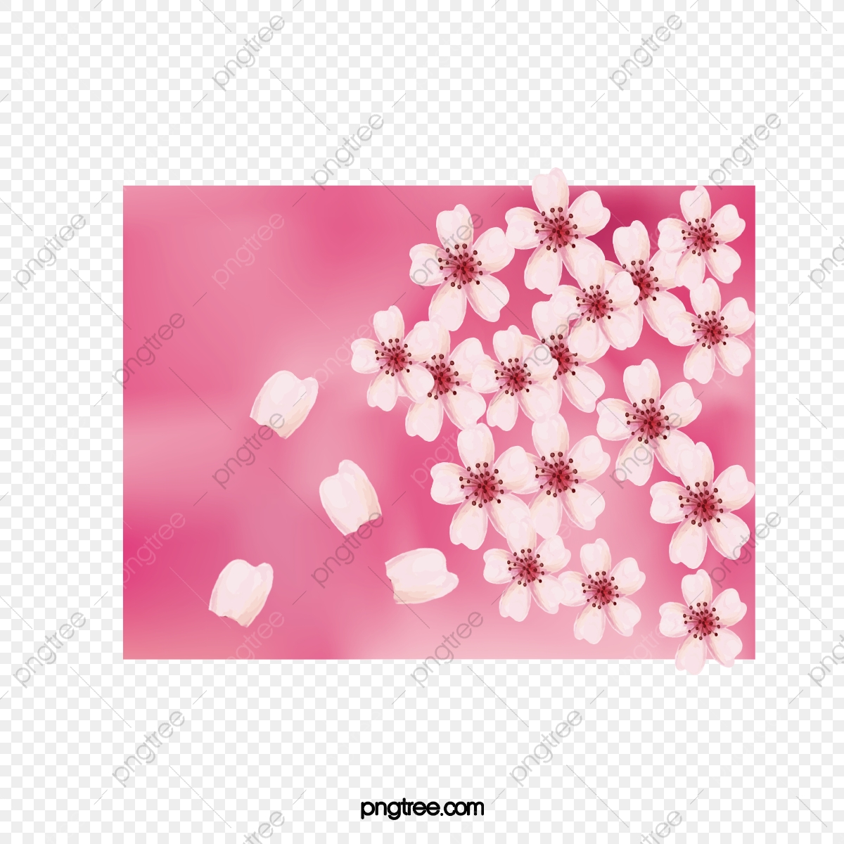 1200x1200 Cherry Blossom Petals, Cherry Blossoms, Watercolor, Pink Png