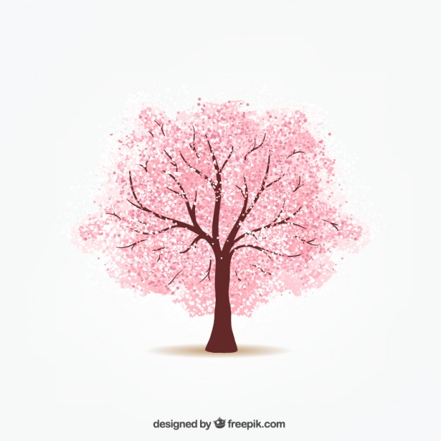 626x626 Cherry Blossom Tree Vectors, Photos And Free Download