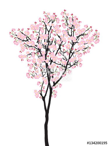 Cherry Blossom Tree Vector At Vectorified.com 