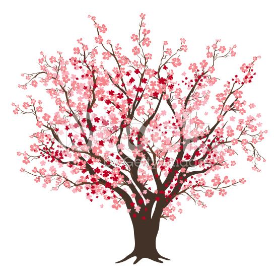 556x556 Pink And Red Cherry Blossom Tree In Full Bloom Tree Silhouettes