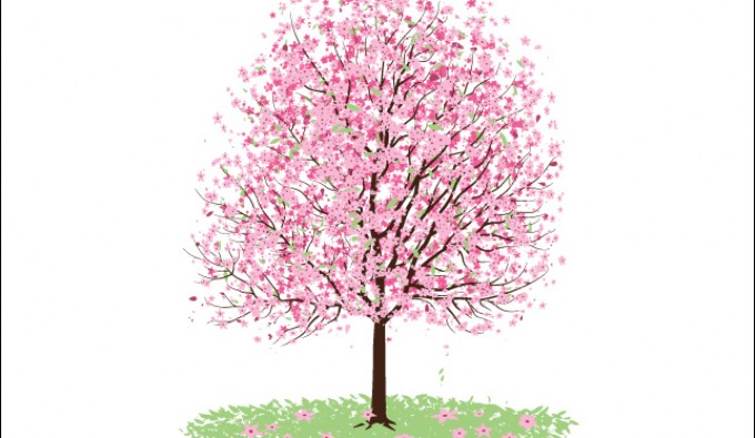 680x395 Pink Cherry Blossom Tree Vectorish