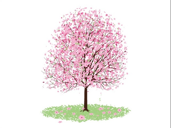 600x450 Pink Cherry Blossom Tree Free Vector In Encapsulated Postscript