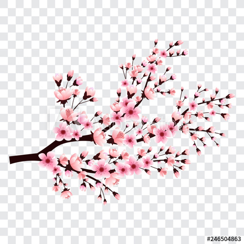 500x500 Sakura Branch With Blooming Flowers, Cherry Blossom Tree, Vector