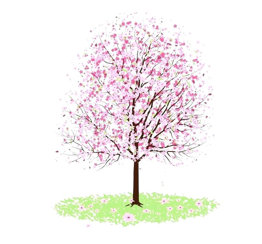 900x840 Japanese Cherry Blossom Drawings