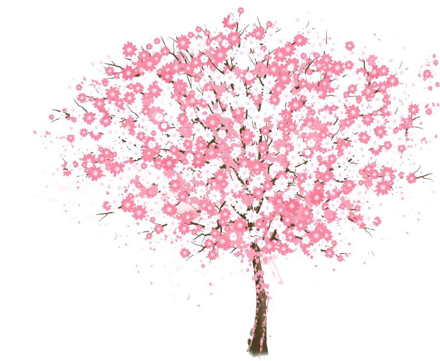 900x740 Pink Cherry Blossom Tree Thedogchannel