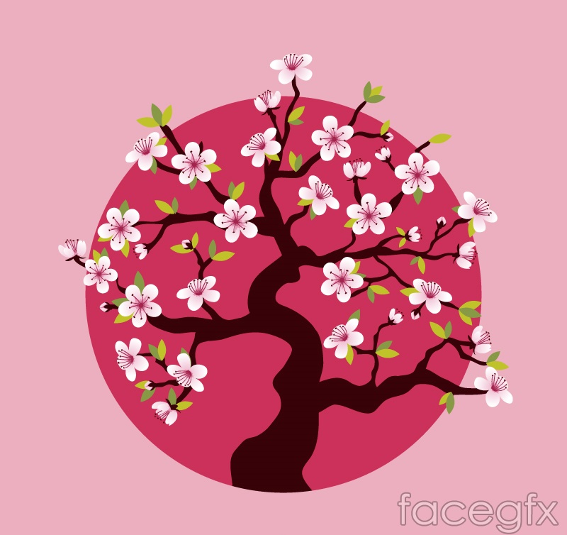 800x754 Bloom Pink Cherry Blossom Tree Vector Over Millions Vectors