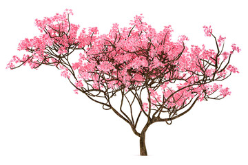 Cherry Blossom Tree Vector at Vectorified.com | Collection of Cherry ...