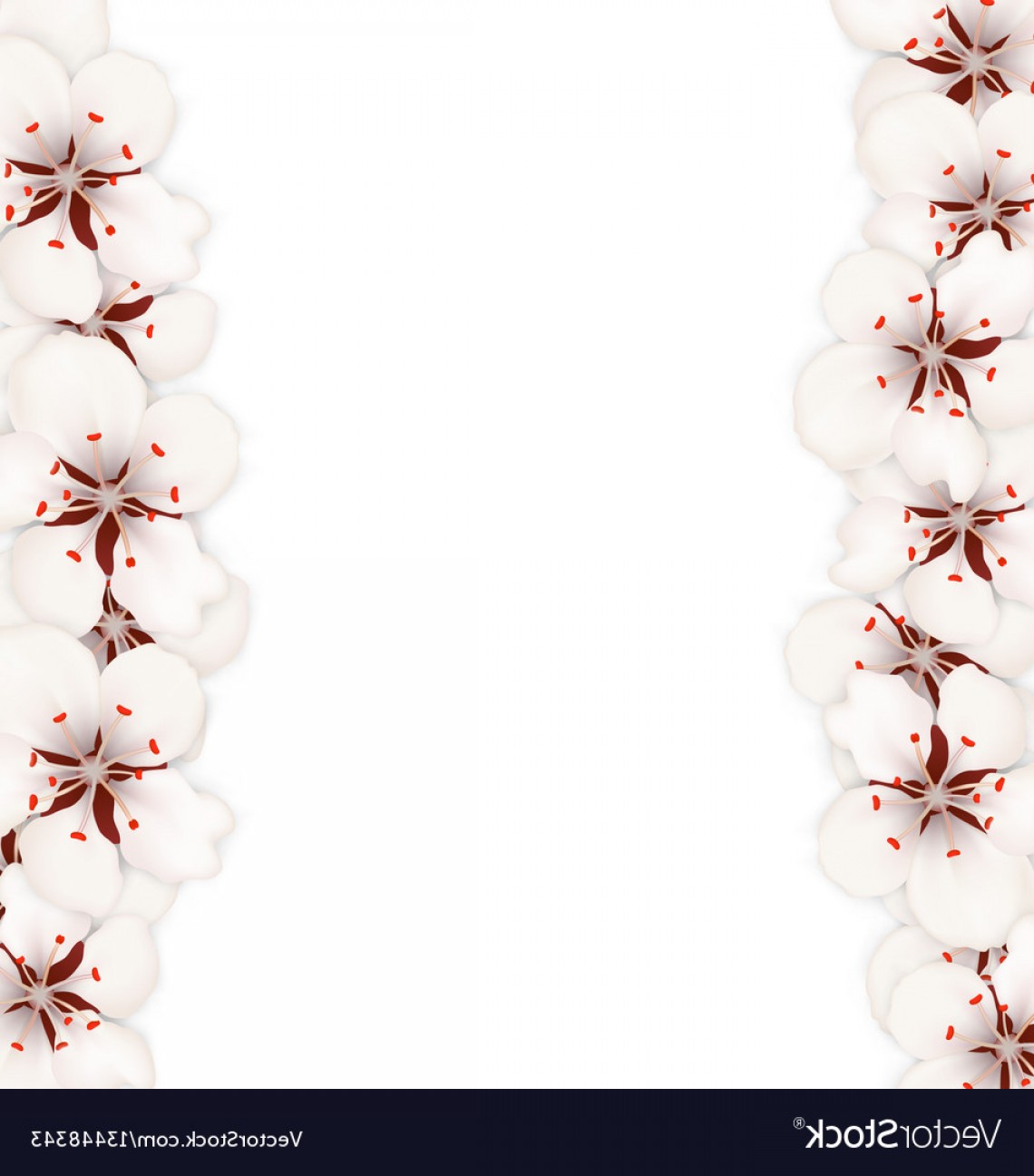 Cherry Blossom Vector