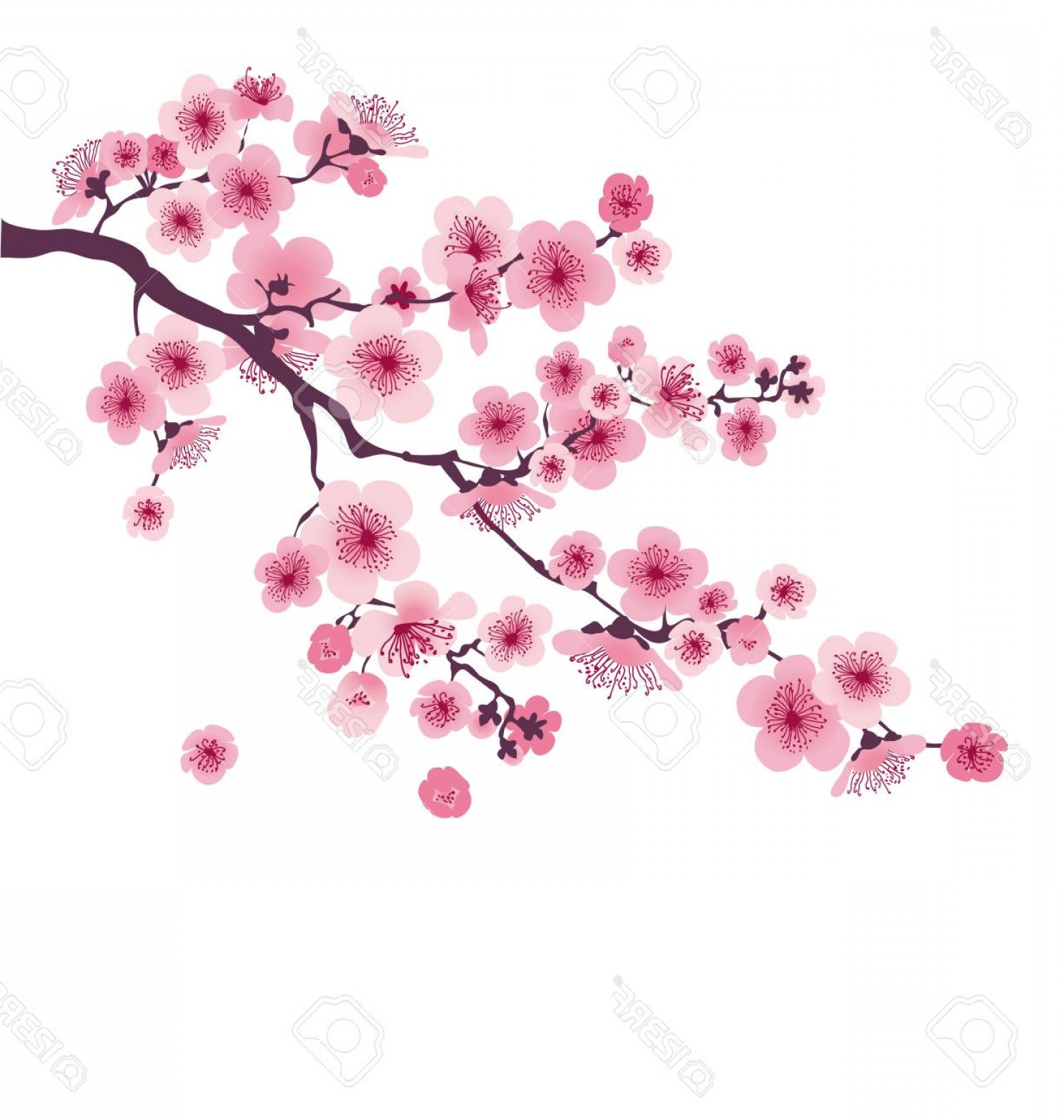 1482x1560 Cherry Blossom Vector Graphic Cqrecords