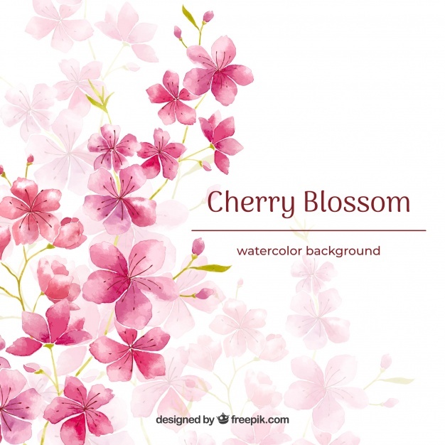 626x626 Cherry Blossom Vectors, Photos And Free Download