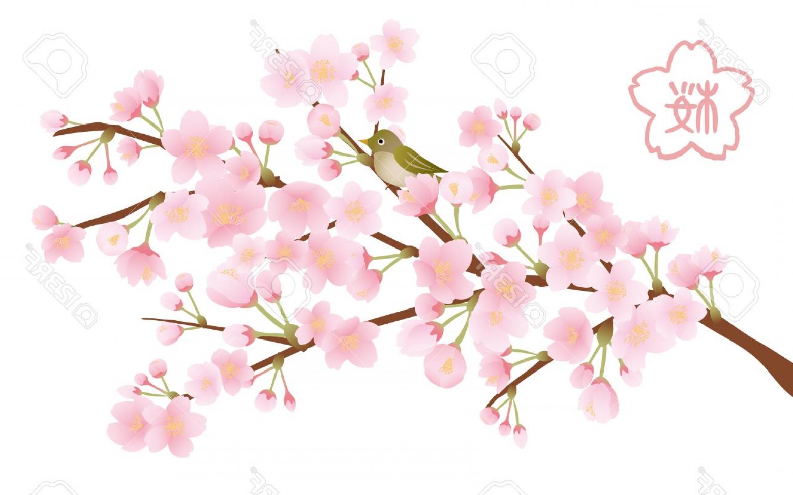 1560x974 Photostock Vector Cherry Blossom Vector Illustration Handandbeak